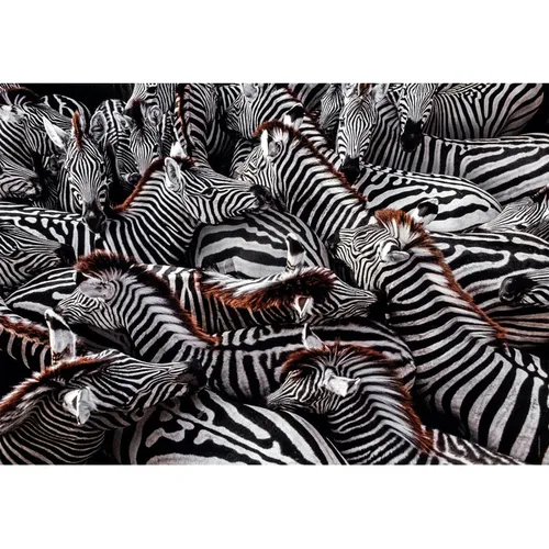 Clementoni Zebra Jigsaw puzzle 1000 pc(s) Animals